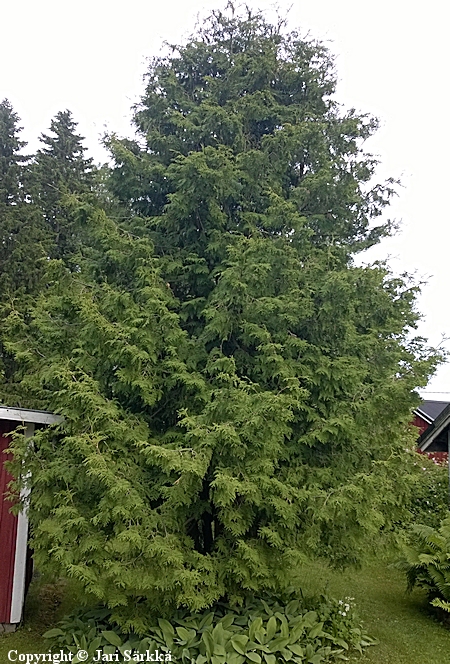 Thuja occidentalis, kanadantuija